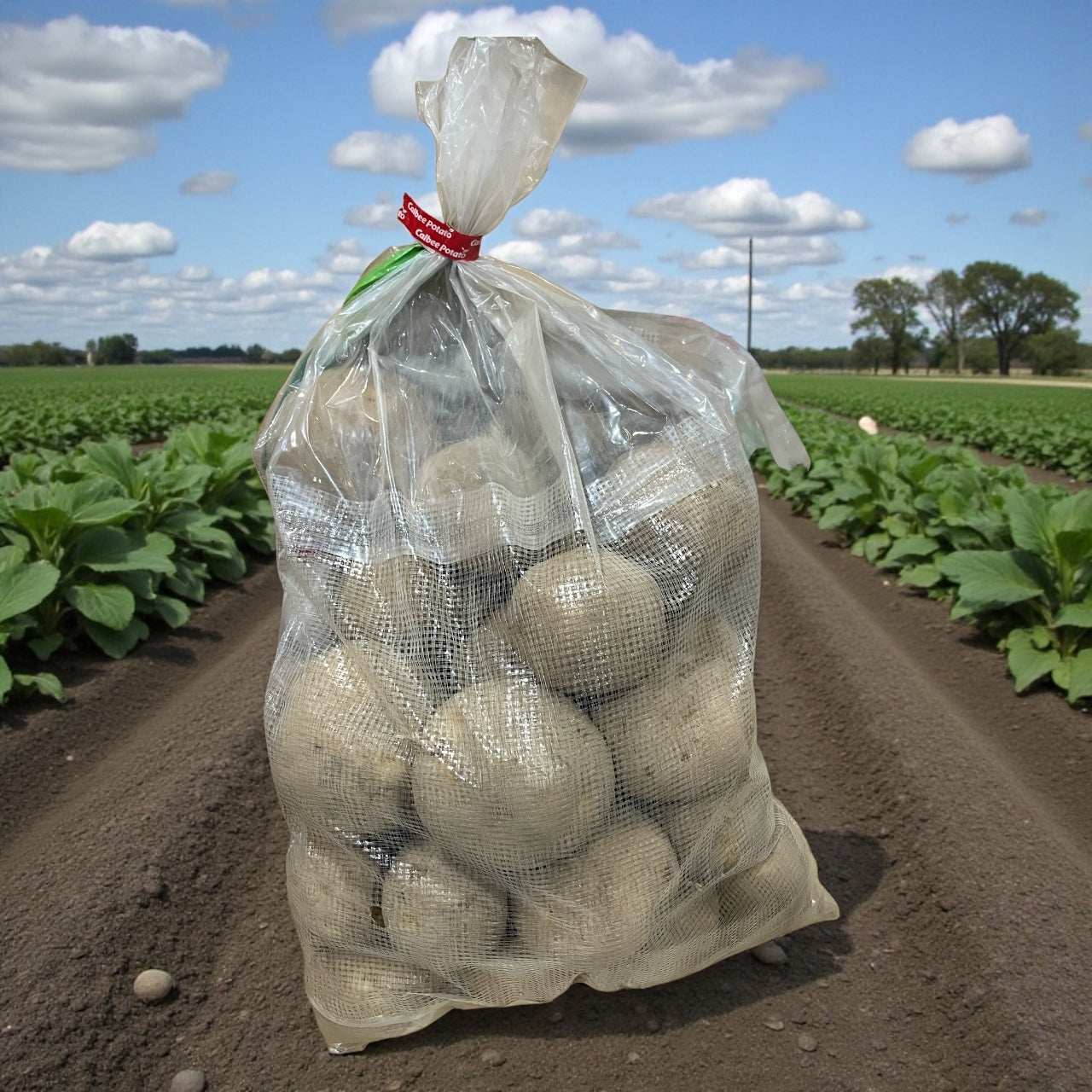 カルビー じゃがいも 3kg Calbee Potato 生鮮じゃがいも ポテト